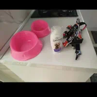 ظرف اب و غذا قلاده و غذای تشویقی سگ