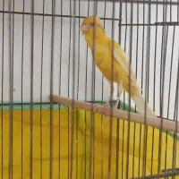 قناری نر قرص، طلایی ،پرتقالی، کوتاه بلند.