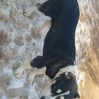 فروش‌‌ماده‌آلابای