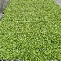 فروش نشا کاهو و کلم پیچ سفید و بنفش