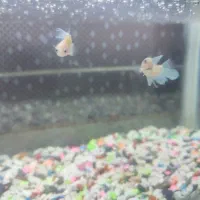 اکواریوم تعویض با دوتا گوپی، فایتر ، سنگ اکواریوم|ماهی|یزد, |دیوار