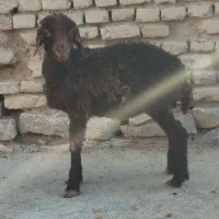 بره نر افشار قوچان ، میش بره دار ، گوسفند بز قوچ