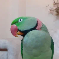 طوطی ملنگو سبز رنگ گمشده|پرنده|دره شهر, |دیوار