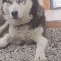 هاسکی ۱ ساله نر