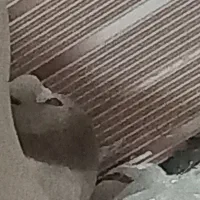 کبوتر|پرنده|بندر امام خمینی, |دیوار