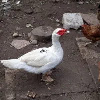 اردک اسرائیلی