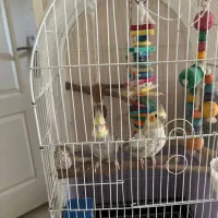 فروش عروس هلندی مولد