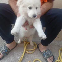 سگ پاکوتاه حرف گوش کن