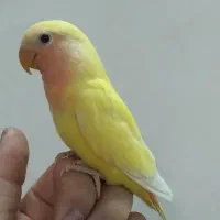 طوطی برزیلی فوق دستی