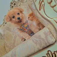 پودل پامر|سگ|رشت, دیانتی|دیوار