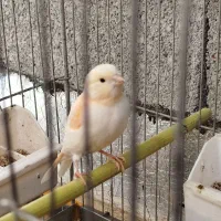 قناری موزائیکی نر و ماده|پرنده|مهاباد (آذربایجان غربی), |دیوار