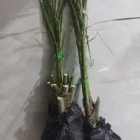 پاجوش مجول