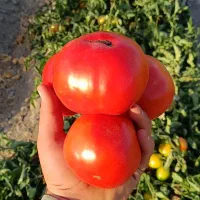 گوجه فرنگی اناری گوشتی  آبدار مخصوص رب