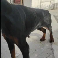 دوبرمن  آمریکایی|سگ|گنبد کاووس, |دیوار