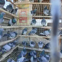 کبوتر پلاکی