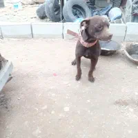 واگذاری سگ پیتبول پیت بول نر