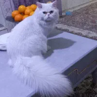 پرشین نر ۲ ساله