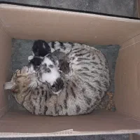 گربه با چهار بچه گربه واگذاری فقط با مادر