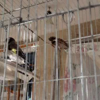 جوجه سهره نر وماده قفسی|پرنده|نهاوند, |دیوار