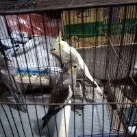 عروس هلندی جوجه|پرنده|اراک, |دیوار