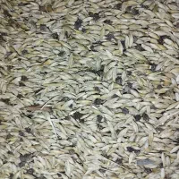 جو اصلی تازه تازه