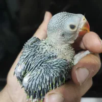 جوجه ملنگو سرلاکی