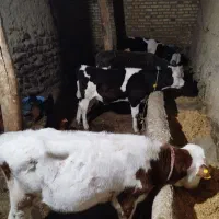 فروش 4عدد گوساله