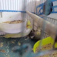 جوجه عروس هلندی آلبینو و لوتینو|پرنده|قم, اسمعیل آباد|دیوار