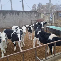 تعداد۸۰راس گوساله شیرگرفته