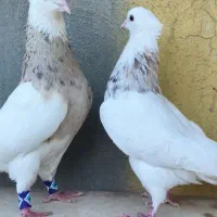 طوقی آجری هفترنگ جفت جوان