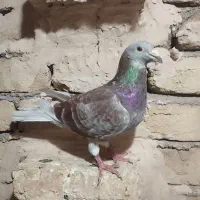 کبوتر پلاکی