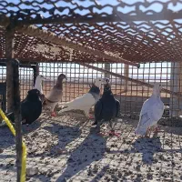 چنتا پرنده پرشی|پرنده|اسفراین, |دیوار