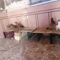 کبوتر|پرنده|سوسنگرد, |دیوار