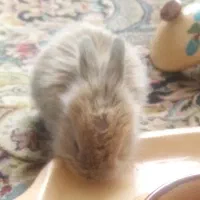 جوجه خرگوش لوپ