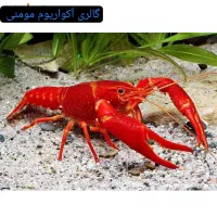 گالری آکواریوم مومنی آروانا سیلور|ماهی|نیشابور, امام|دیوار