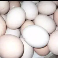 سلام تخم مرغ مرندی پاپری وجود داردتازه بفروش میرسد