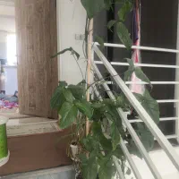 گل اپارتمانی