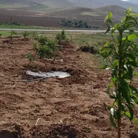 زمین باغی.     کشاورزی