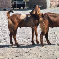 جفت چپش (نر بز )
