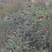 دانه سماق قرمز