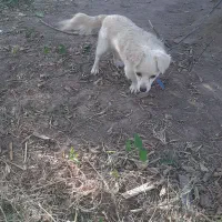 سگ اشپیتز پامر نر. ۲۵۰۰ ق|سگ|نرماشیر, |دیوار