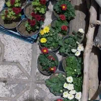 گل همیشه بهار|گل و گیاه طبیعی|مشهد, پنجتن|دیوار