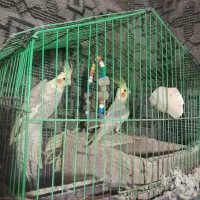 طوطی عروس هلندی