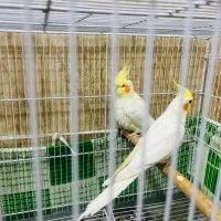 عروس هلندی لوتینیو