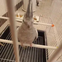 جفت عروس هلندی|پرنده|اسلامشهر, شهرک واوان|دیوار