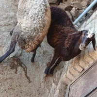 میش|حیوانات مزرعه|شازند, |دیوار