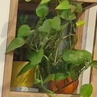 برای کرایه خانه موندم