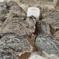 کشتار بلدرچین