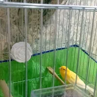 قناری نر مست