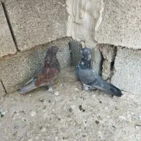 سه عدد کفتر